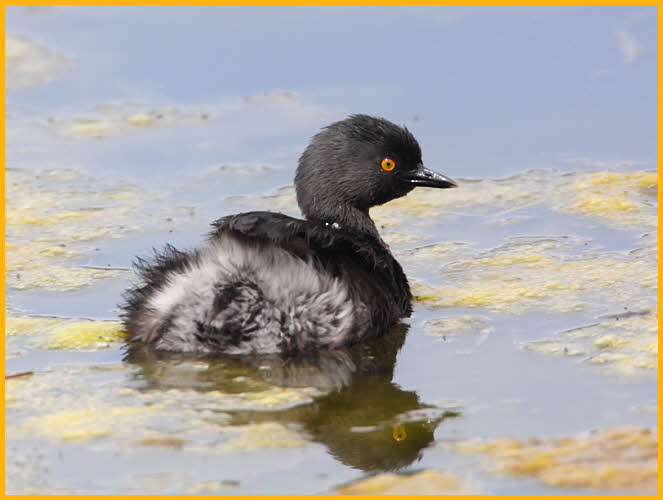 Least Grebe