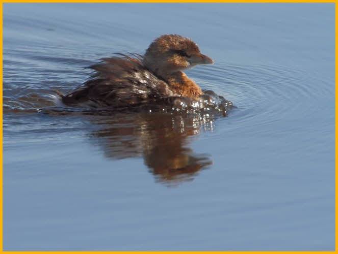 Juvenile<BR>Pied-billed Grebe