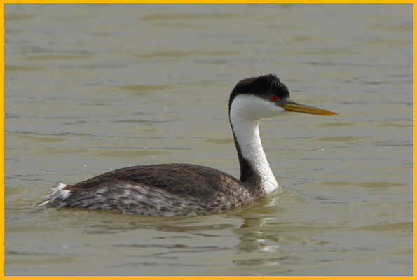 Western Grebe