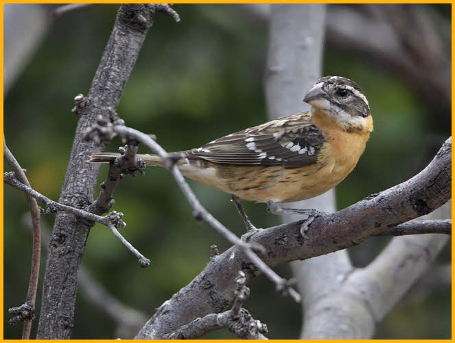 Female<BR>Black-headed Grosbeak