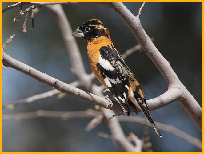 First Year<BR>Black-headed Grosbeak