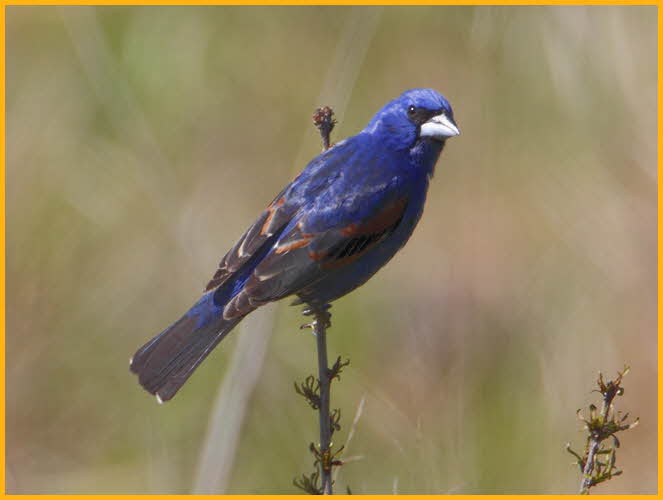 Blue Grosbeak