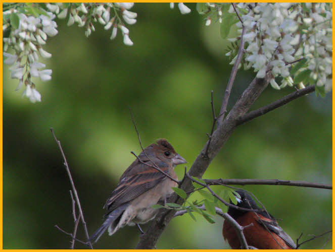 Juvenile<BR>Blue Grosbeak