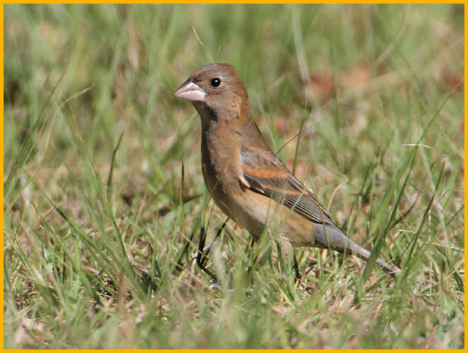 Female<BR>Blue Grosbeak
