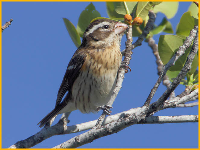 Female<BR>Rose-breasted Grosbeak