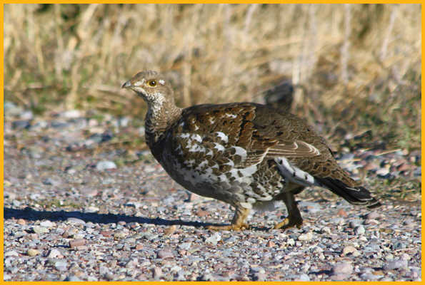 Female <BR>Dusky Grouse