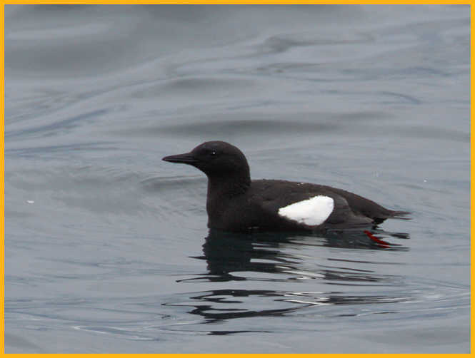 Atlantic <BR>Black Guillemot