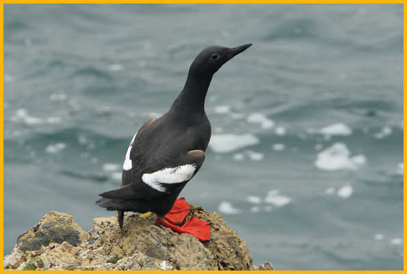 Pigeon Guillemot
