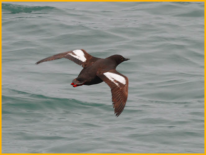 Pigeon Guillemot