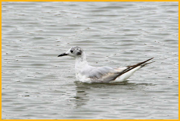 First Summer <BR>Bonaparte's Gull