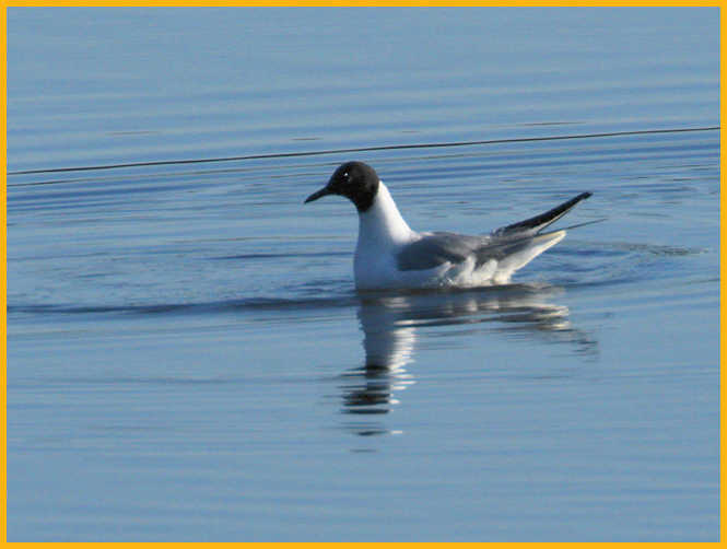 Bonaparte's Gull