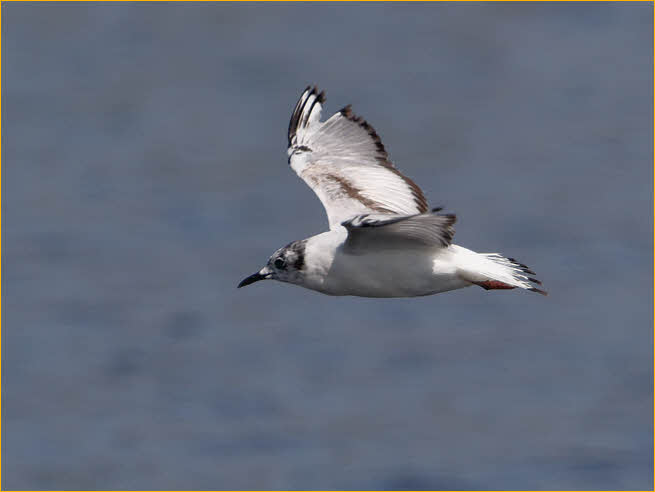 First Summer<BR>Bonaparte's Gull