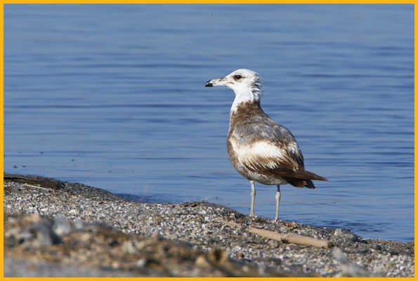First Summer <BR>California Gull