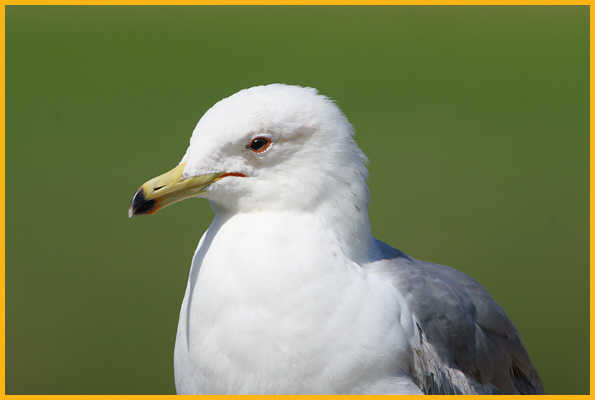 California Gull