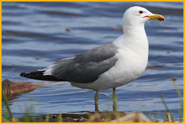 California Gull