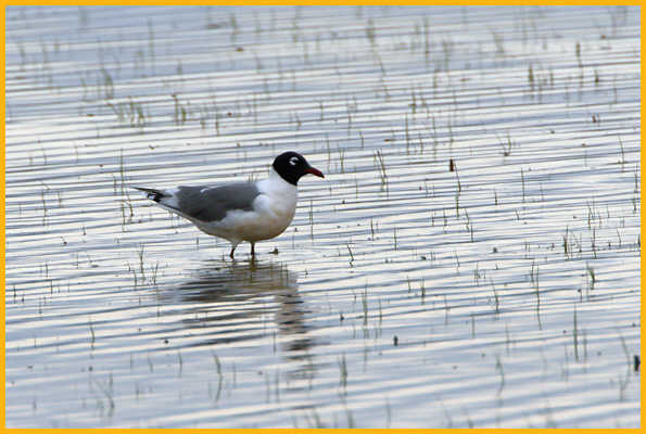 Franklin's Gull