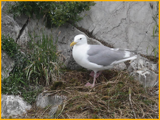 Glaucous-winged Gull