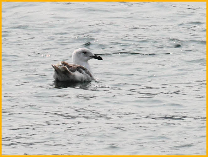 First Summer<BR>Glaucous-winged Gull