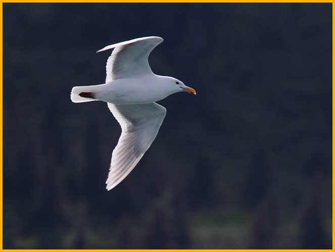 Glaucous-winged Gull
