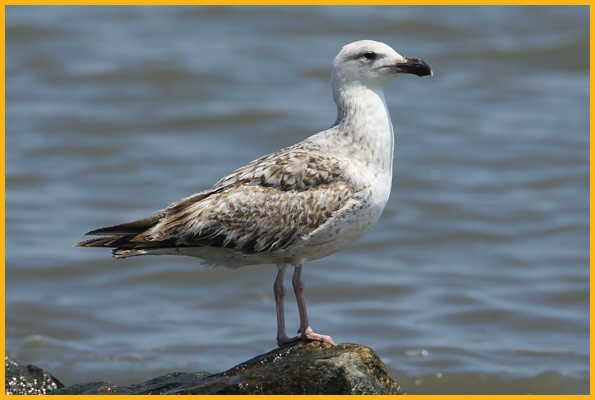 First Summer <BR>Great Black-backed Gull