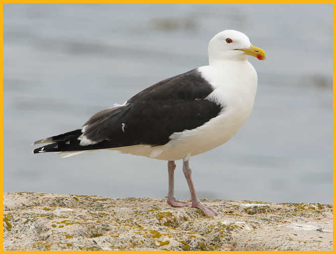 Great Black-backed Gull