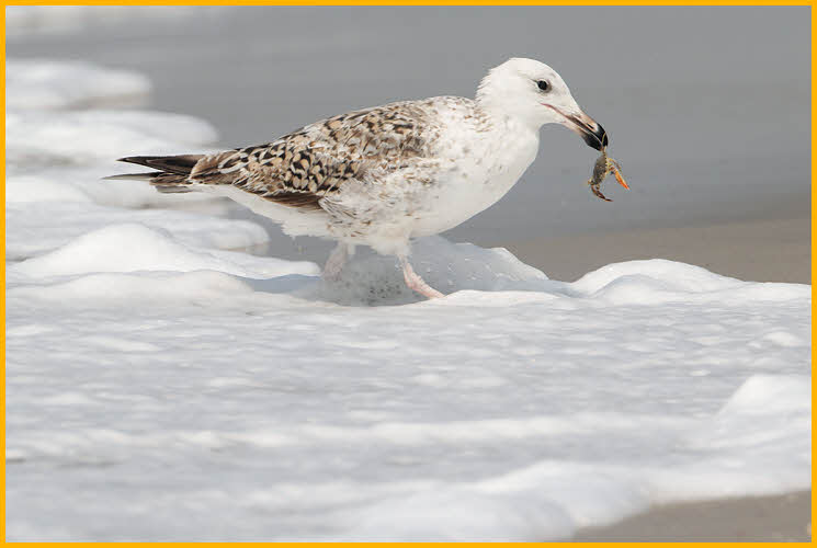 First Summer<BR>Great Black-backed Gull