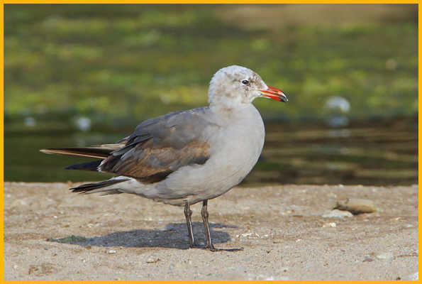Second Summer <BR>Heermann's Gull