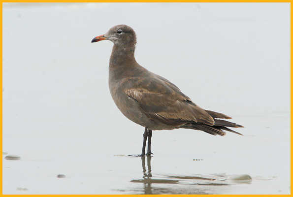First Summer <BR>Heermann's Gull