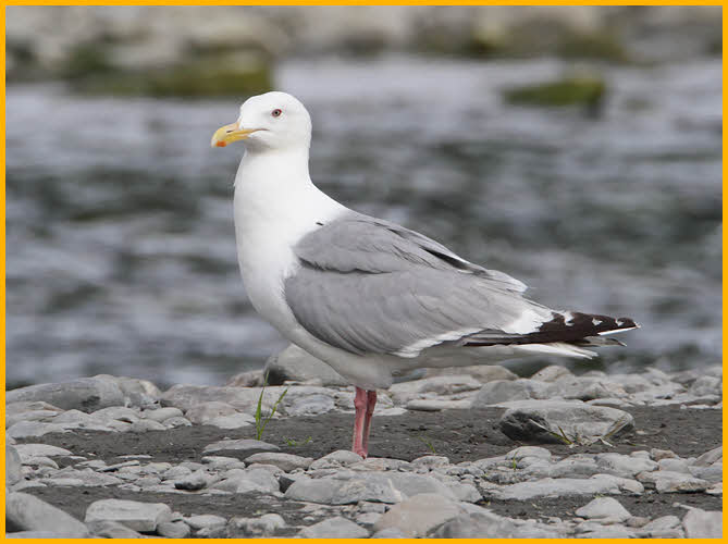 American Herring Gull