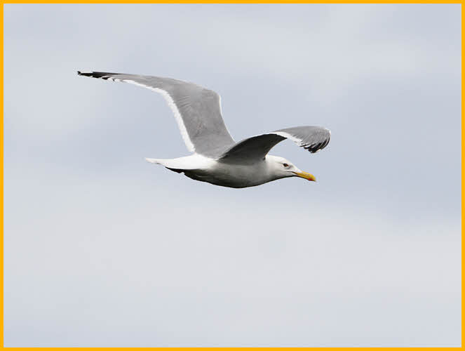 American Herring Gull