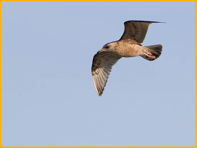 First Winter American<BR>Herring Gull