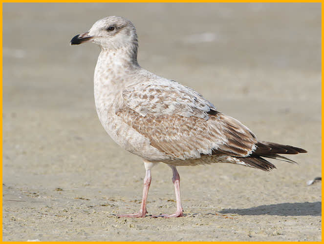 Second  Winter American<BR>Herring Gull
