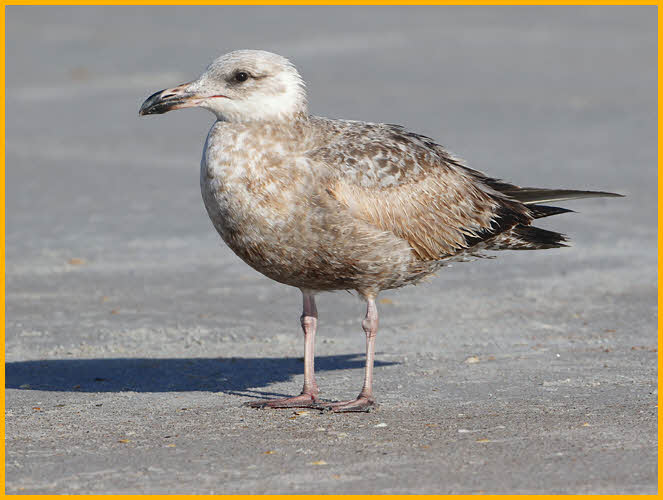 Second Summer American<BR>Herring Gull