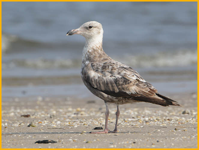 First Summer American<BR>Herring Gull