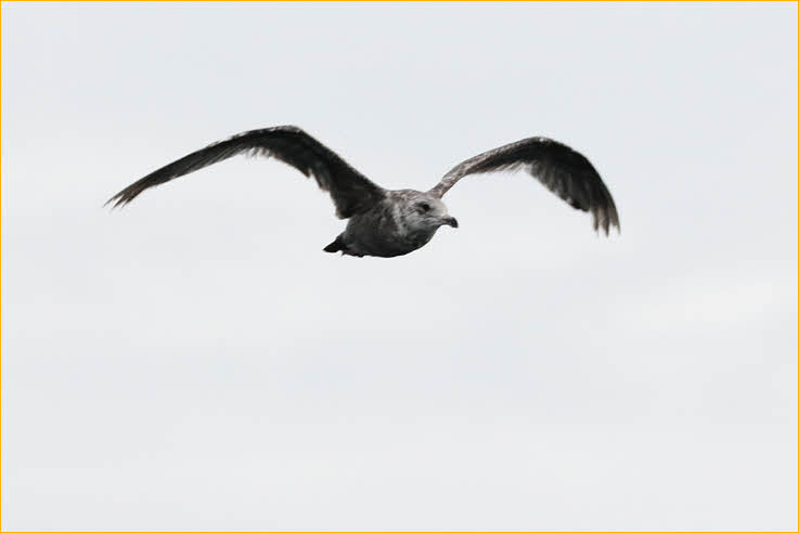 First Summer American<BR>Herring Gull