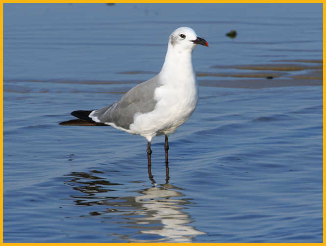 Nonbreeding <BR>Laughing Gull