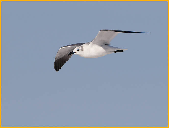 Nonbreeding<BR>Laughing Gull