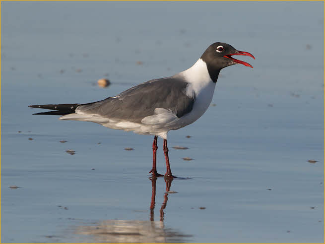 Laughing Gull