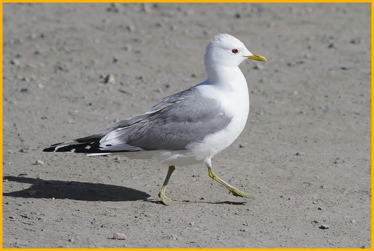 Short-billed (American)<BR>Mew Gull