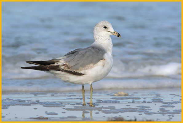 First Summer <BR>Ring-billed Gull