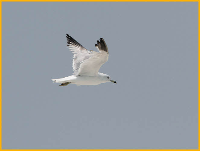 First Summer<BR>Ring-billed Gull