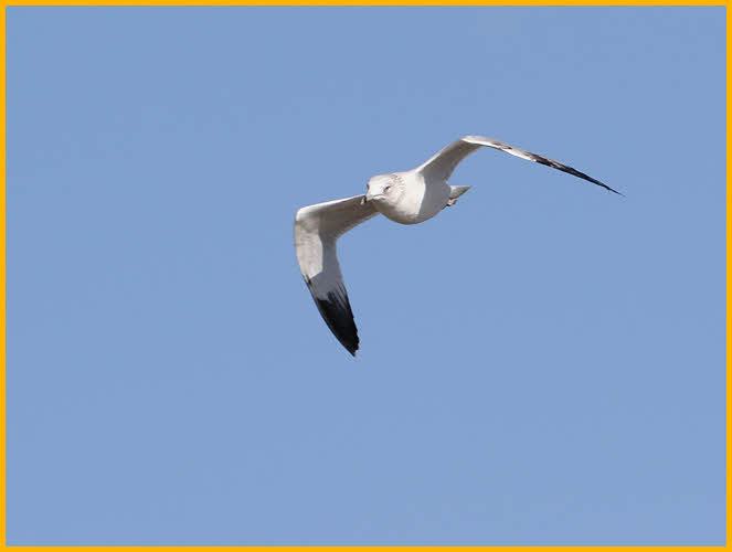 Second Winter<BR>Ring-billed Gull