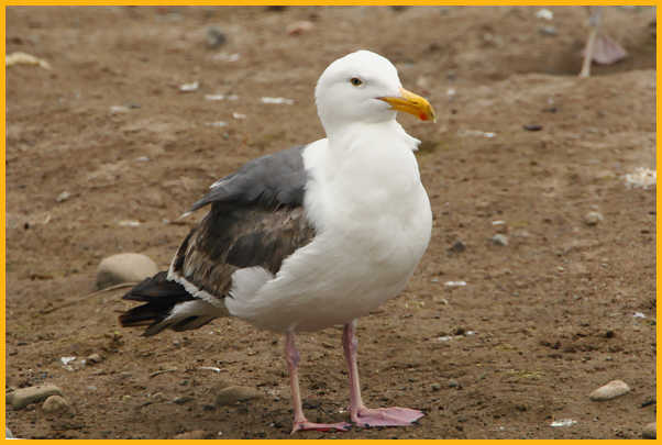 Second Summer <BR>Western Gull