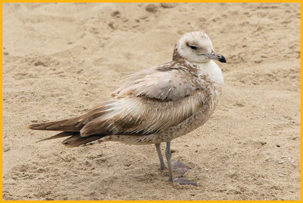 First Summer <BR>Western Gull
