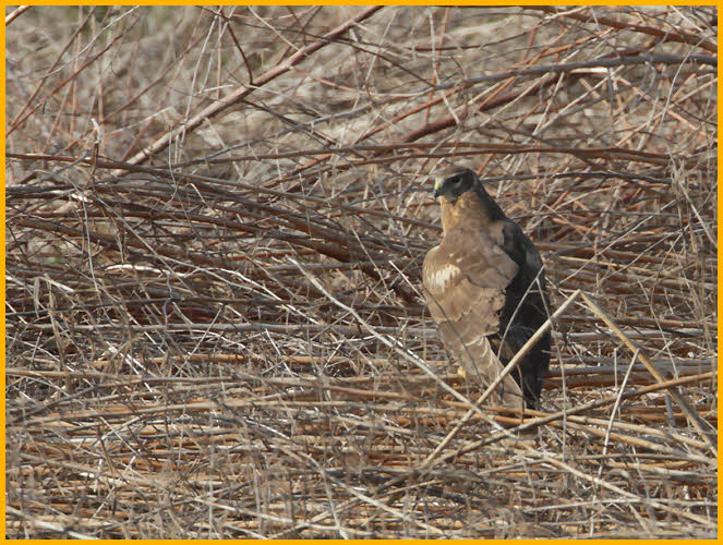 Juvenile<BR>Northern Harrier