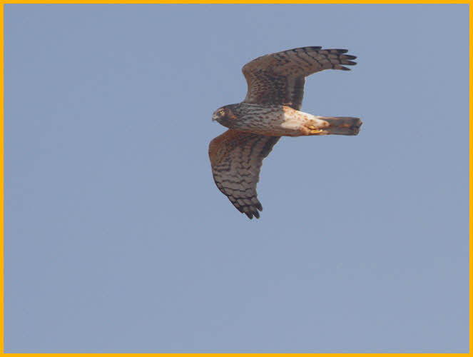 Female<BR>Northern Harrier