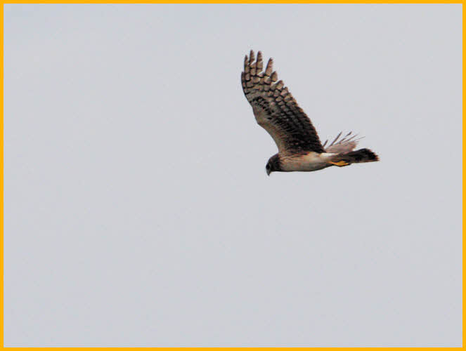 Second Year<BR>Northern Harrier