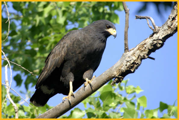 Common Black-Hawk