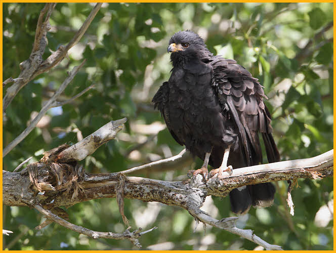 Common Black-Hawk