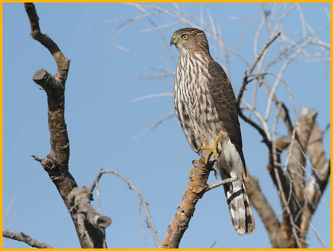 Juvenile<BR>Cooper's Hawk